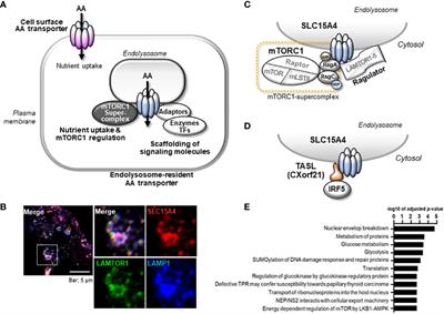 Metabolic control from the endolysosome: lysosome-resident amino acid transporters open novel therapeutic possibilities